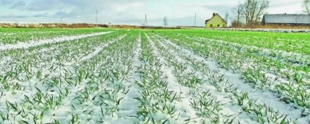 В Костромской области увеличат посевы ржи на экспорт